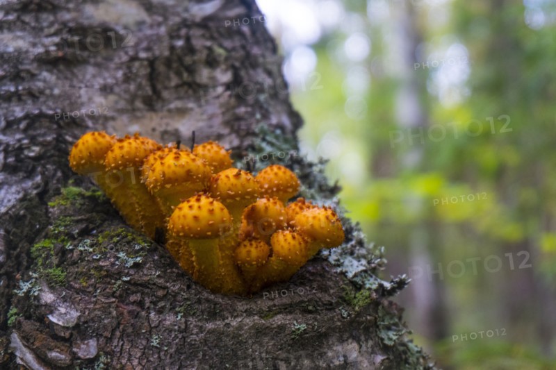 Orange mushrooms growing on tree