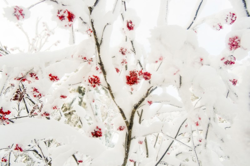 Red berries on snow covered branches