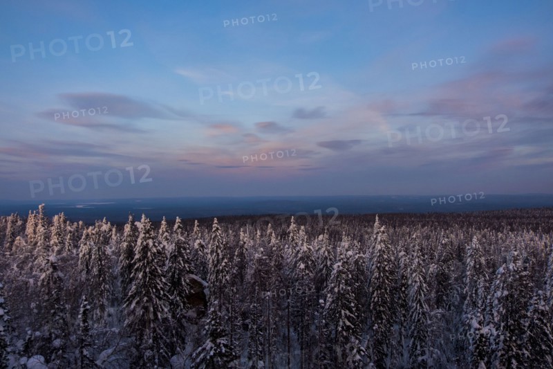 Forest in winter