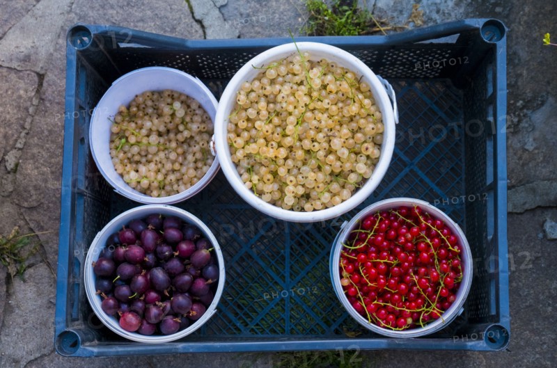 Bowls of berries in basket