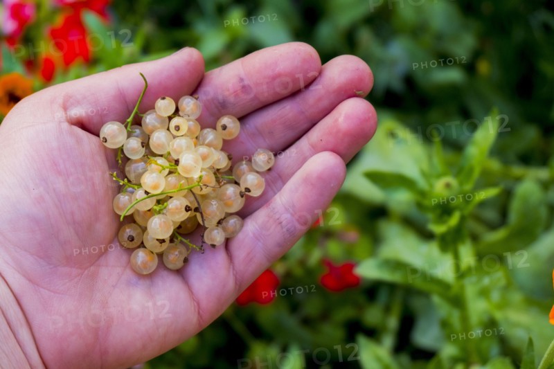 Hand holding white berries