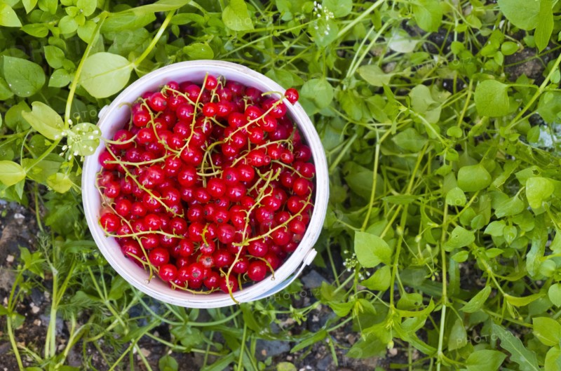 Basket of red berries