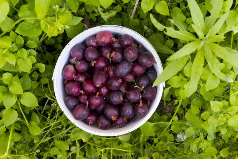 Basket of purple berries