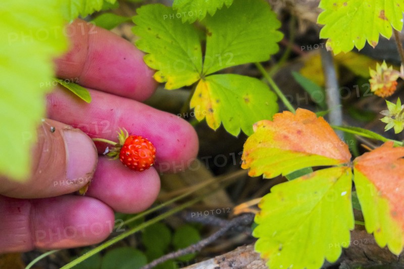 Hand holding tiny red strawberry