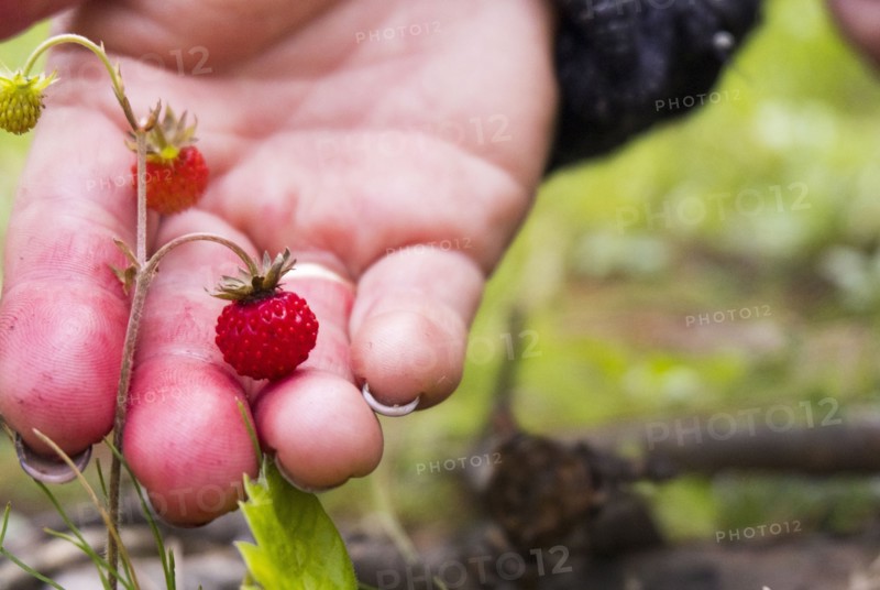 Hand holding tiny red strawberry