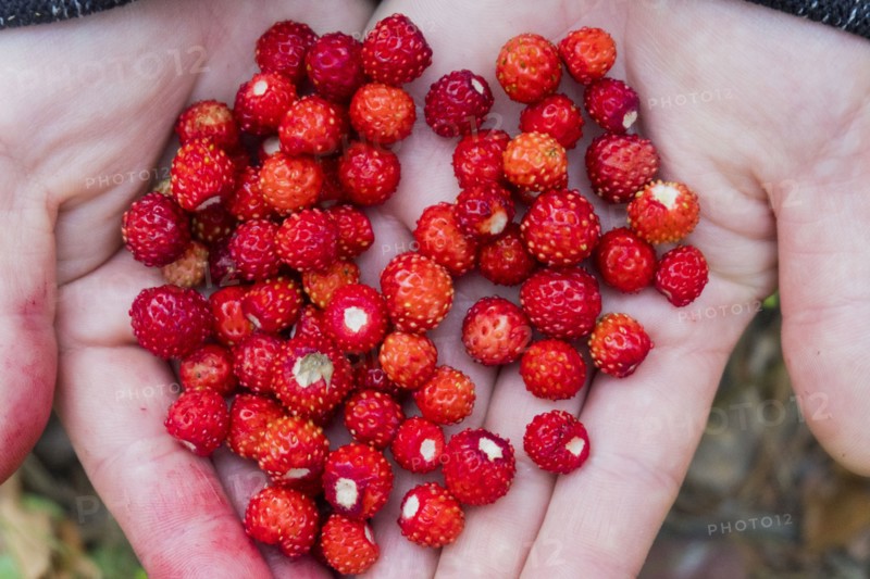 Hands holding fresh red strawberries