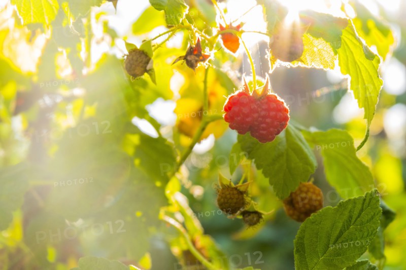 Close up of raspberries ripening