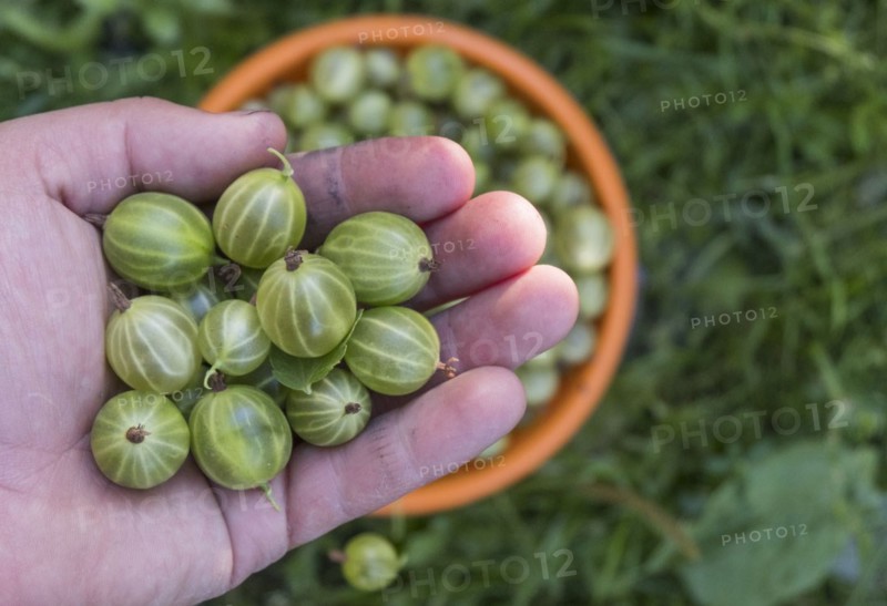 Hand holding organic green tomatoes