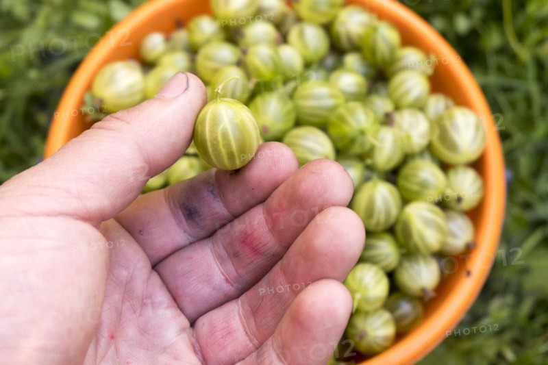 Hand holding organic green tomato