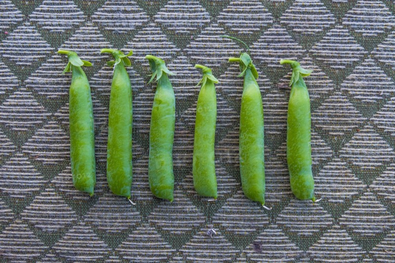 Row of pea pods