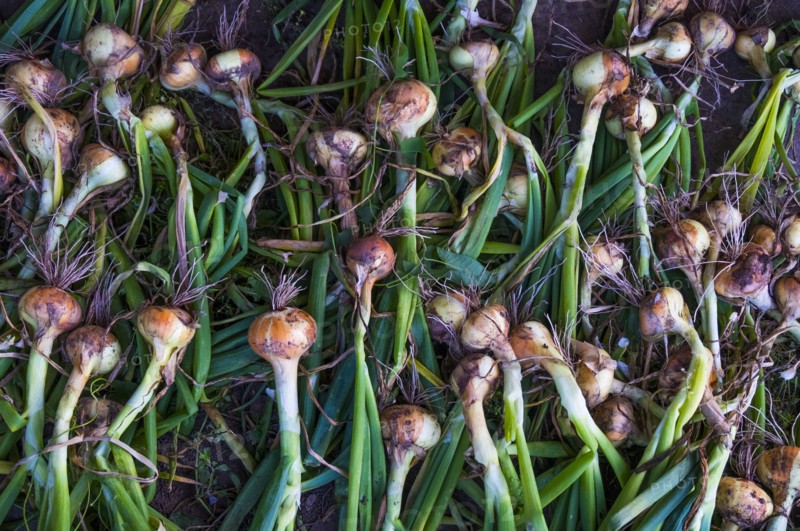 Pile of organic onions