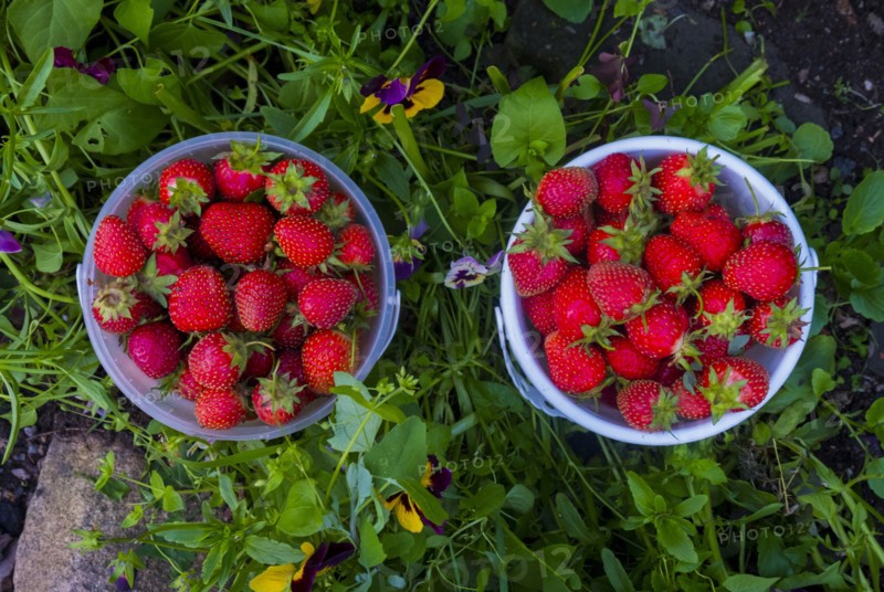 Baskets of strawberries