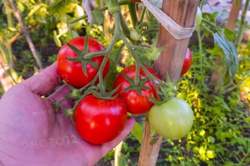 Hand holding tomatoes on vine