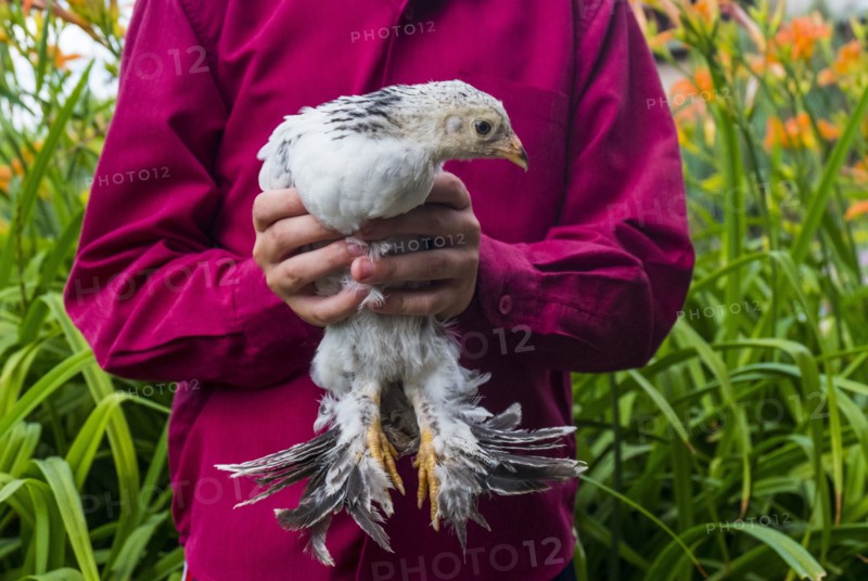 Close up of Caucasian boy holding chicken