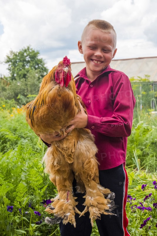 Caucasian boy holding rooster on farm