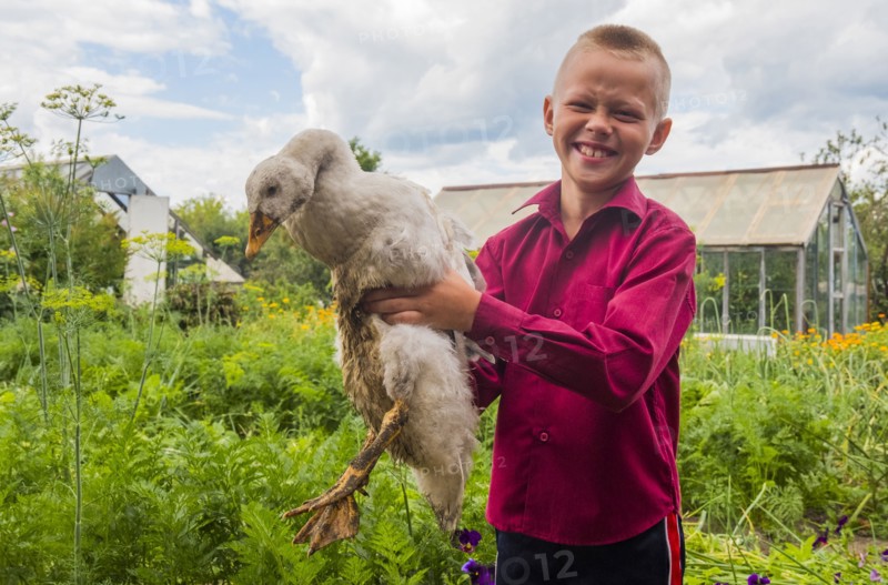 Caucasian boy holding duck on farm