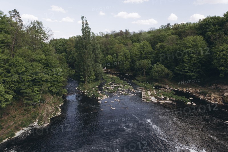 Trees near river