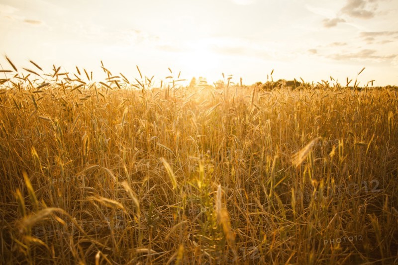 Tall stalks of wheat in crop field