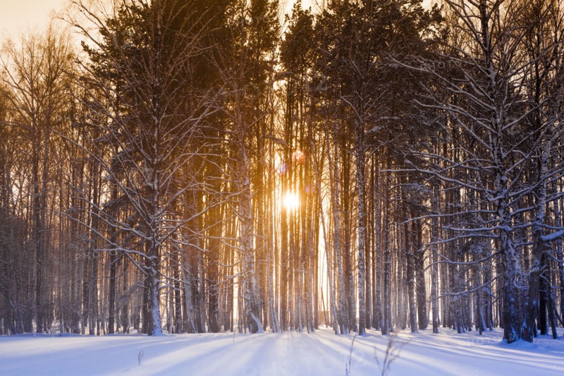 Sun shining through trees in snowy forest