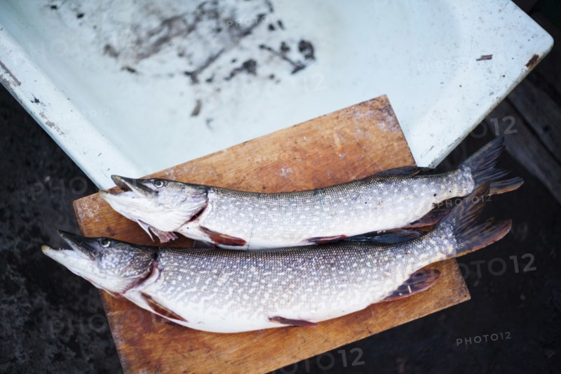 Close up of fresh caught fish on cutting board