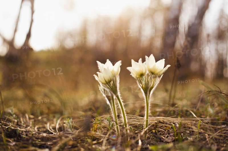 Close up of flowers blooming in forest