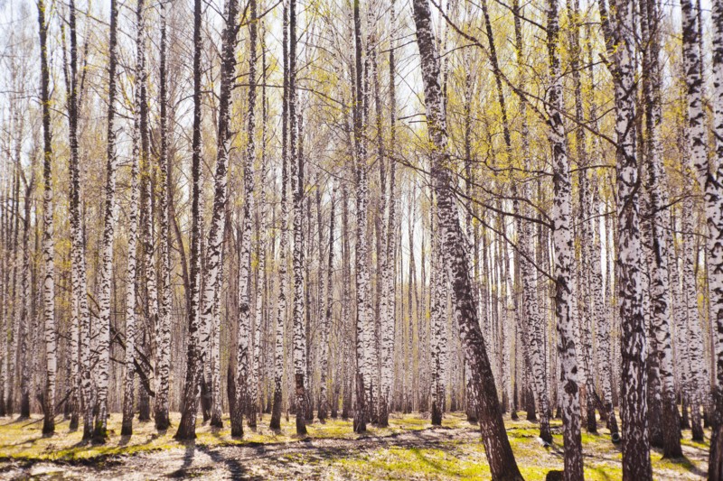 Trees growing along path