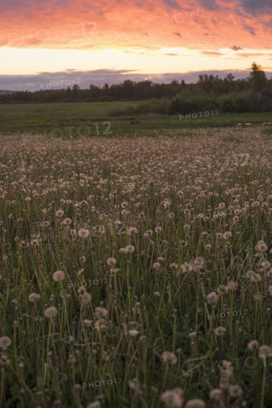 Tall weeds growing in rural field