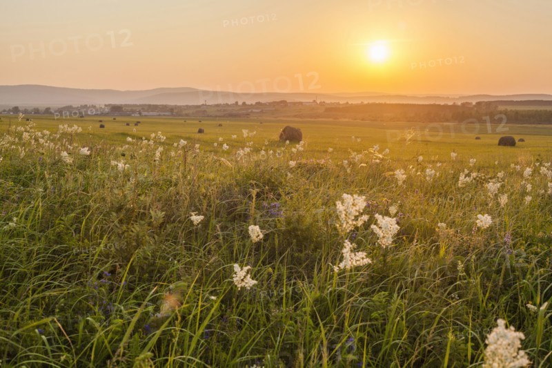 Tall grass growing in rural field at sunset