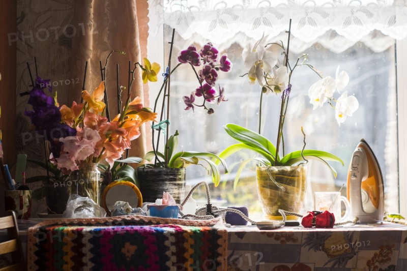 Potted plants on table near window