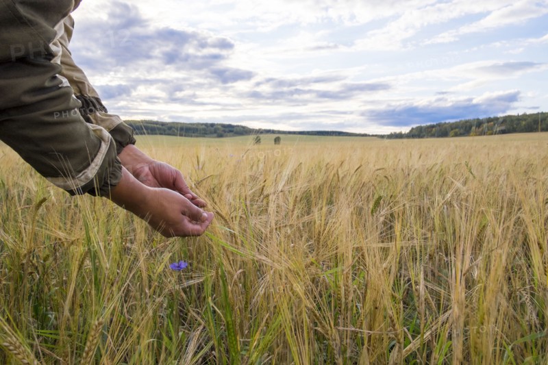 Arms of Mari man examining plants in rural field