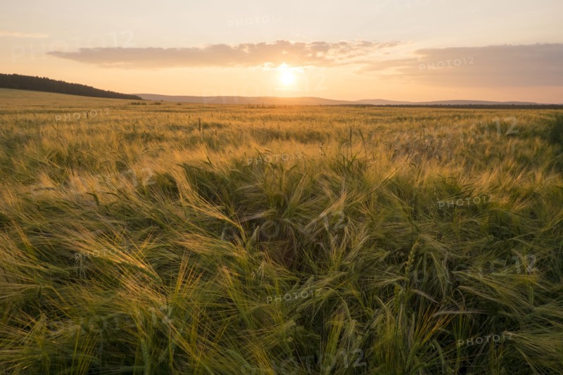 Field of tall grass at sunset