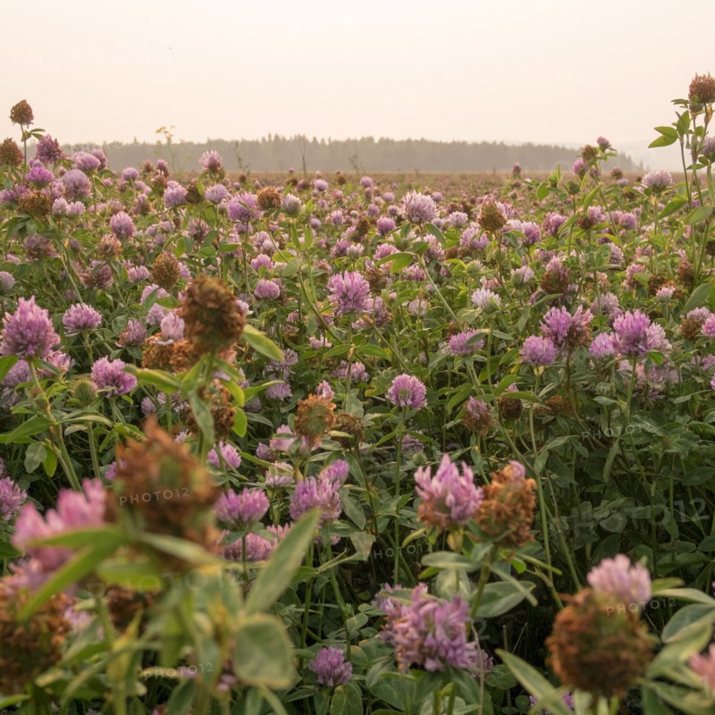Close up of pink flowers in field
