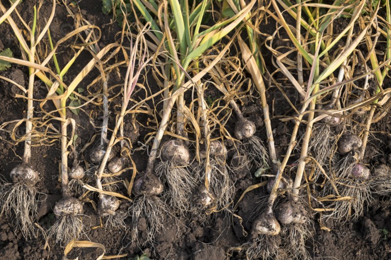 Bulbs laying in soil