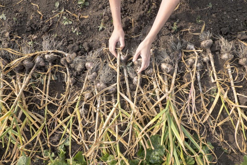 Hands of Caucasian woman arranging bulbs in soil