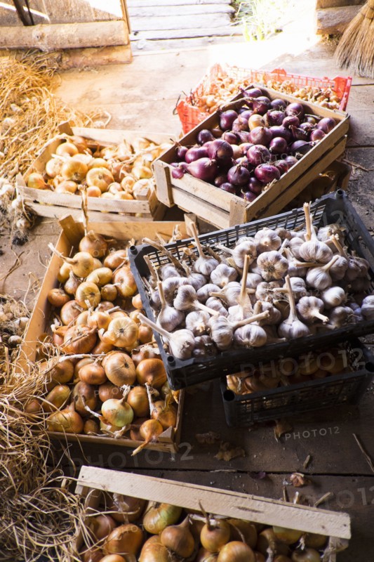 Cartons of onions on barn floor