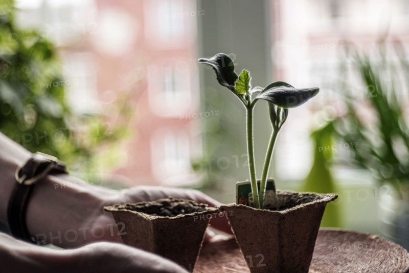 Caucasian hands holding potted plant