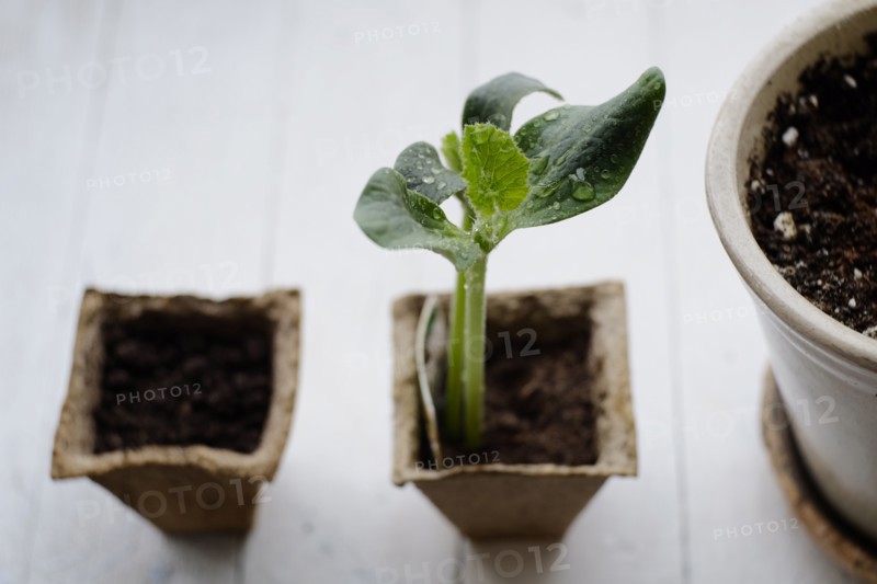Water droplets on seedling