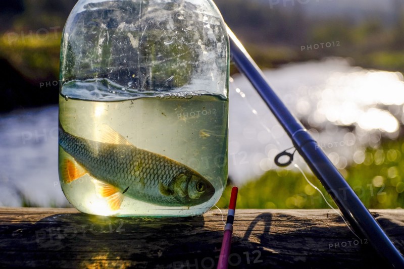 Fish in jar near fishing rod