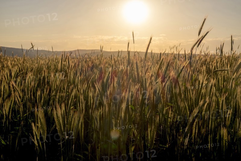 Field of wheat at sunset