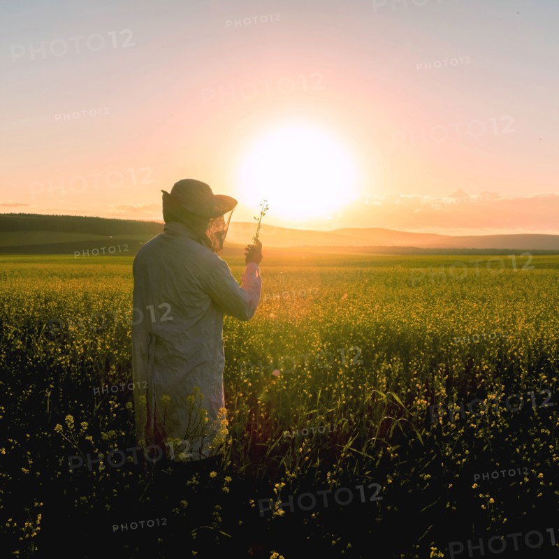 Woman examining wildflowers in field at sunset