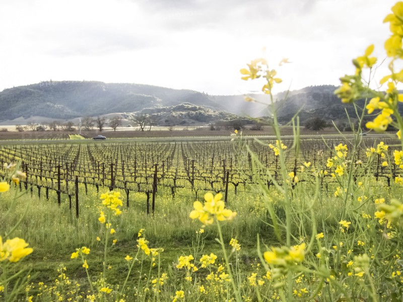 Yellow flowers near vineyard