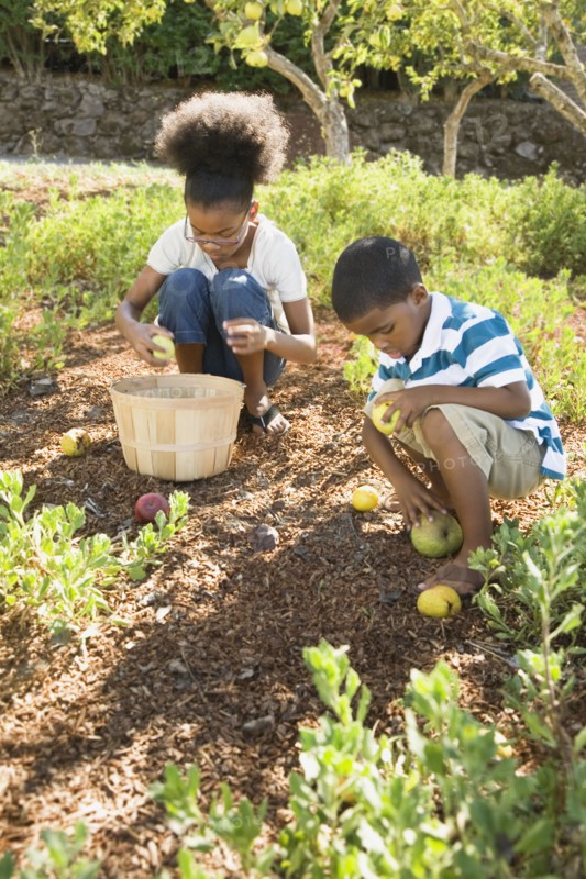 Mixed race brother and sister gathering apples