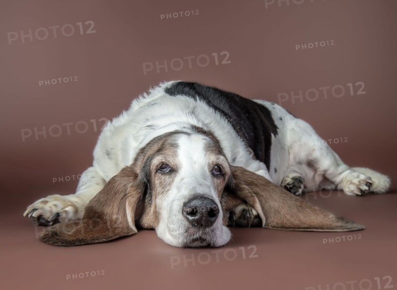 Portrait of dog laying on floor