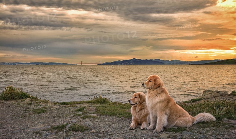 Dogs relaxing on beach at sunset