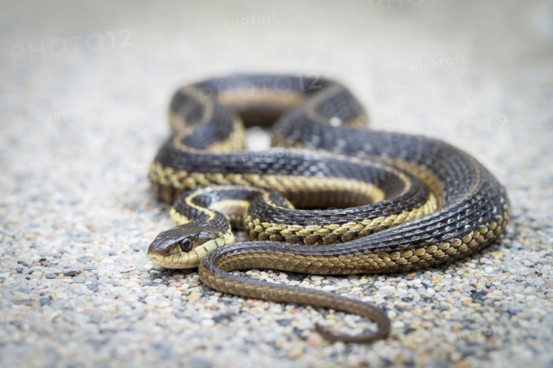 Portrait of snake