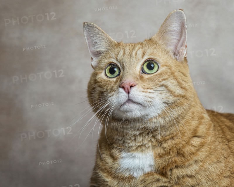 Portrait of cat