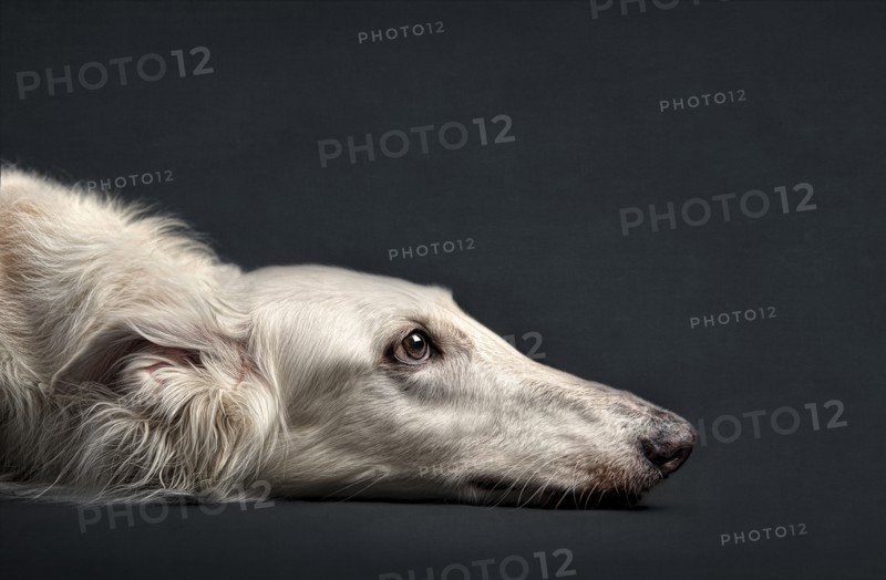 Portrait of dog laying on floor