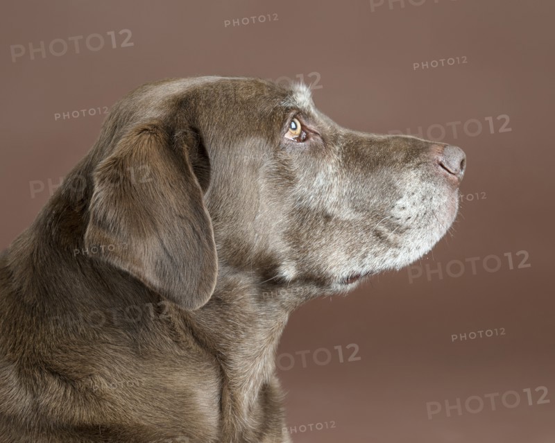 Portrait of dog