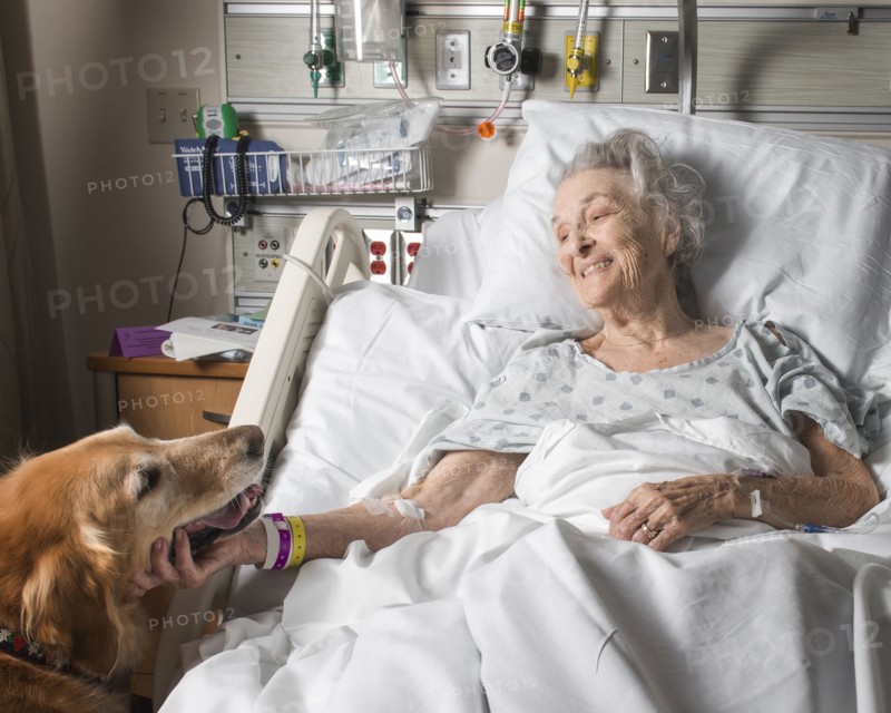 Caucasian woman in hospital petting therapy dog