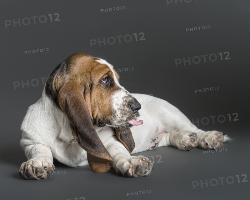 Portrait of hound laying on floor